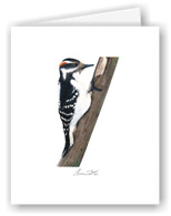 Hairy Woodpecker