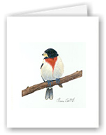 Rose-breasted Grosbeak